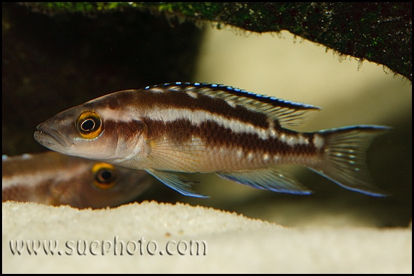 Neolamprologus buescheri 'Cape Chaitika'